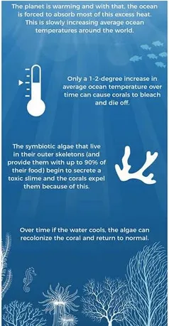4Ocean bracelets