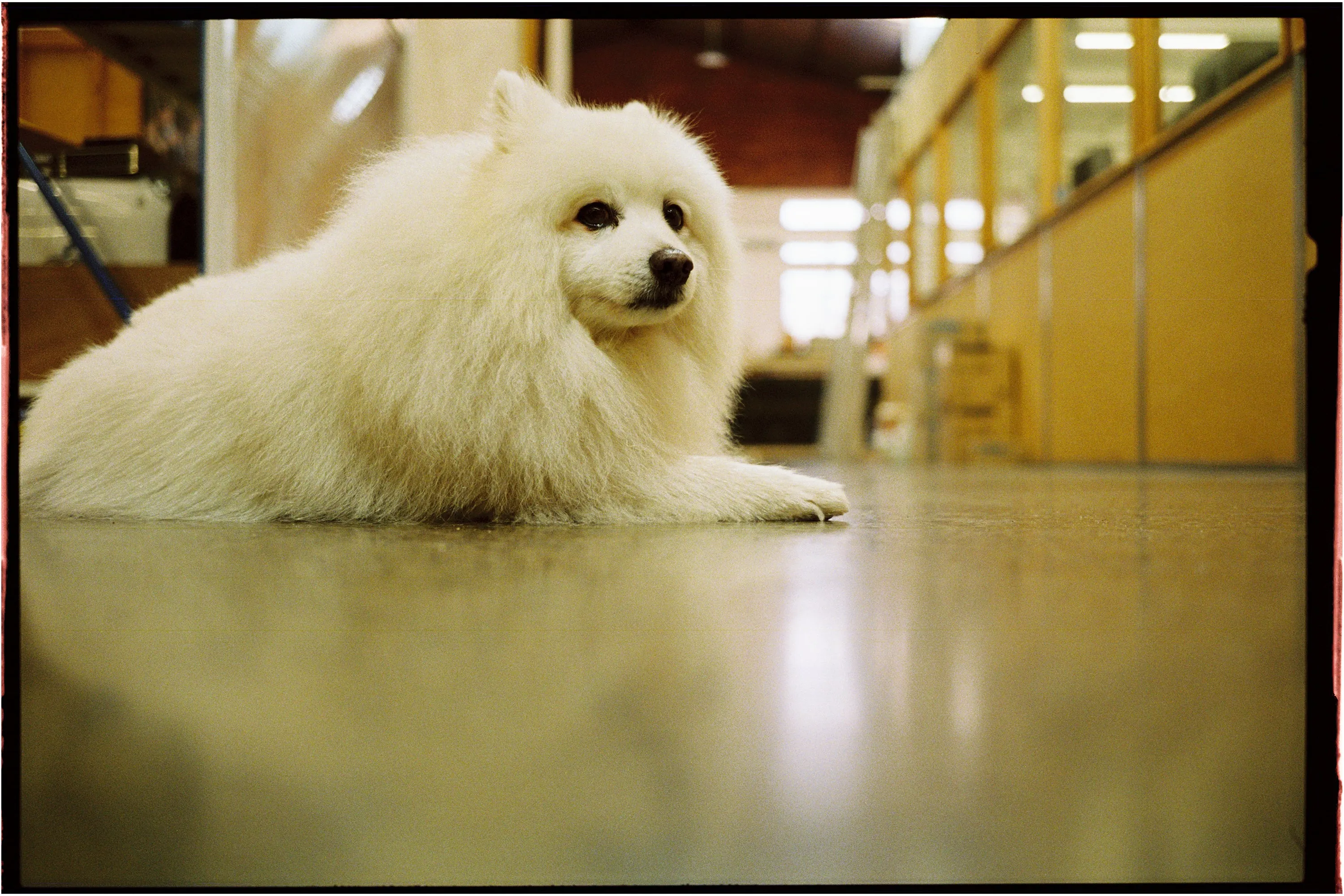 Flic Film Aurora 800 Colour — 35mm