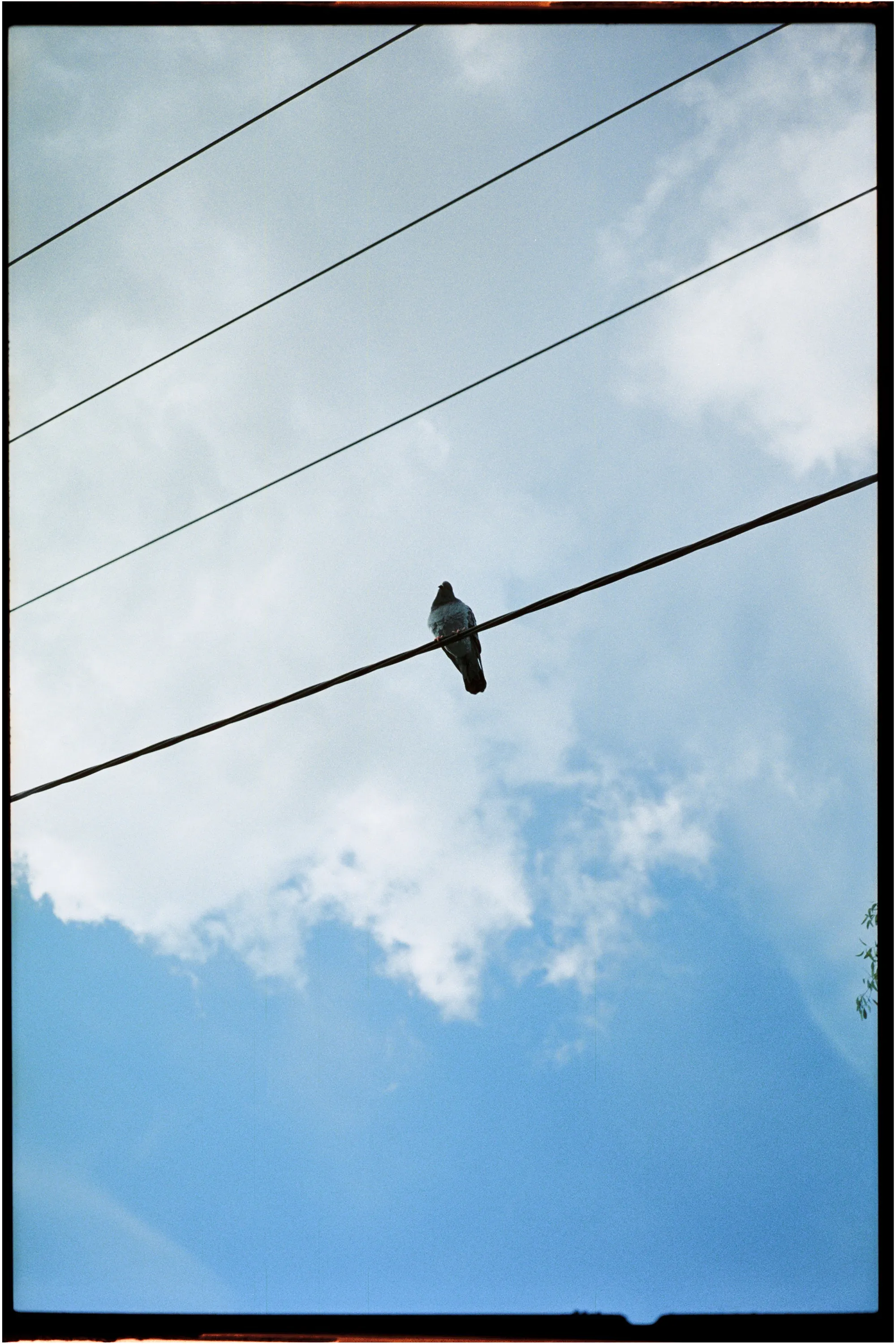 Flic Film Aurora 800 Colour — 35mm