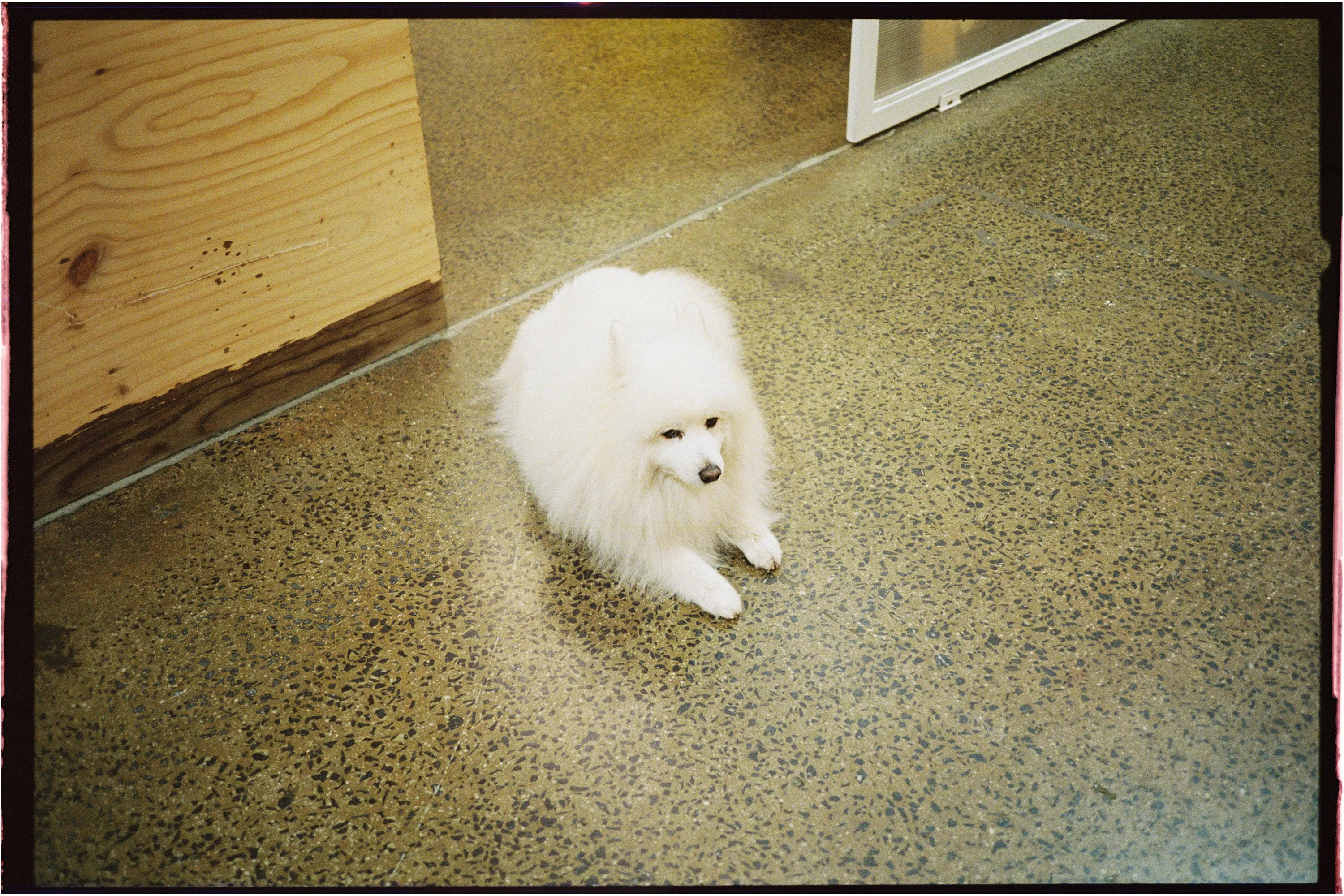 Flic Film Aurora 800 Colour — 35mm