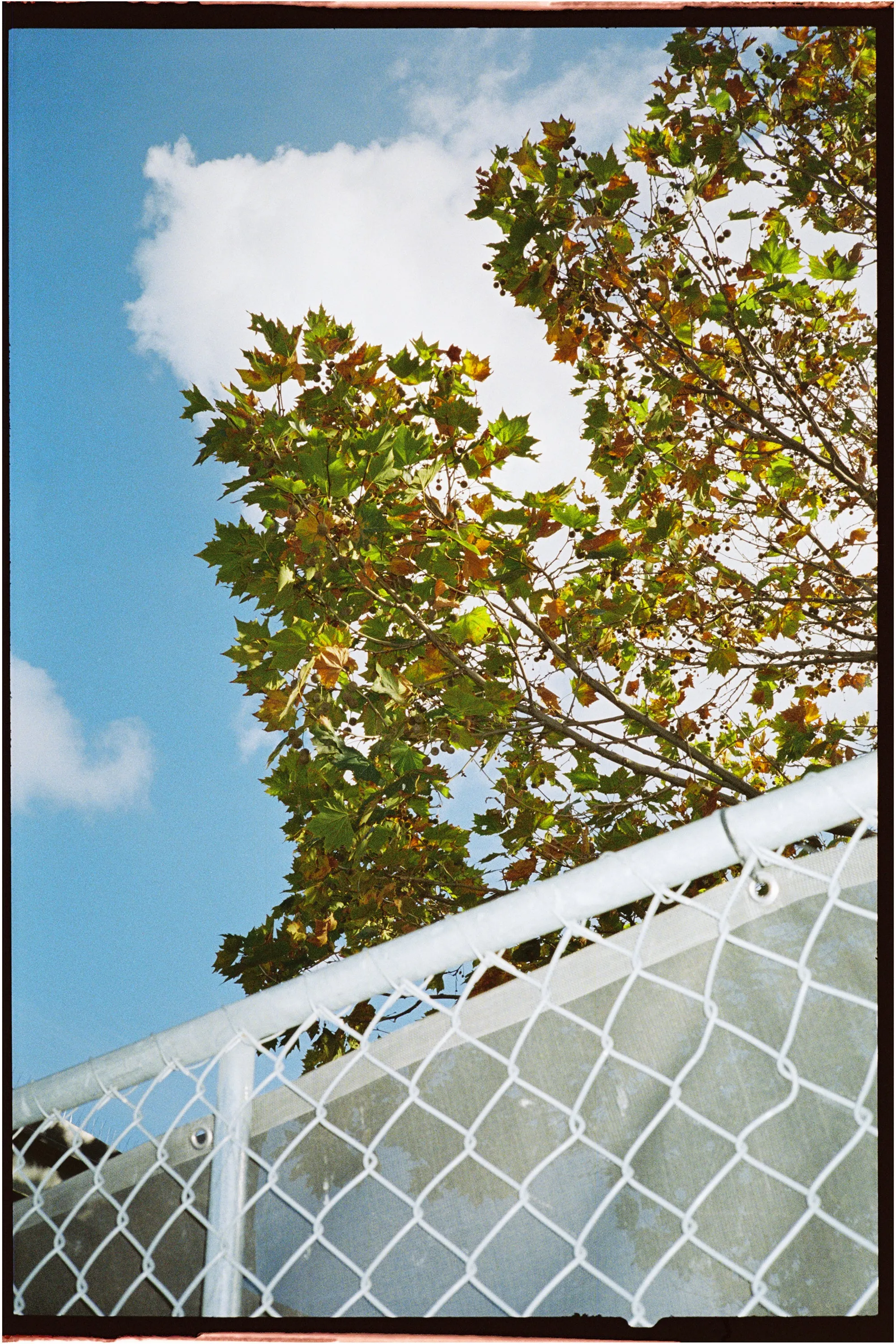 Flic Film Aurora 800 Colour — 35mm