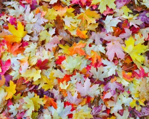 Workshop:  Fall Photography in the Scott Valley, October 2023