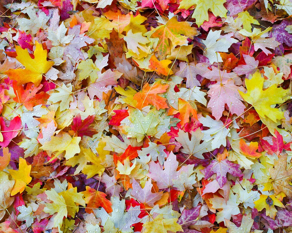 Workshop:  Fall Photography in the Scott Valley, October 2023